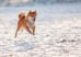 shiba inu sand