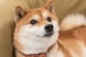 Shiba Inu Dog Doge Dogecoin