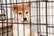 A sad Shiba Inu puppy sitting inside a cage