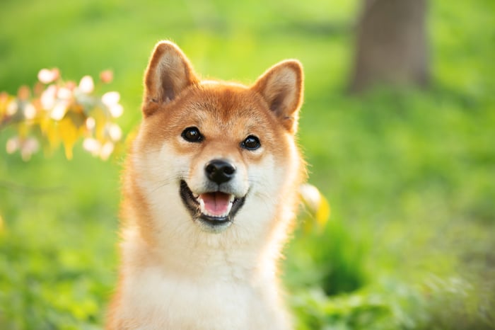 A happy Shiba Inu dog standing in a garden.